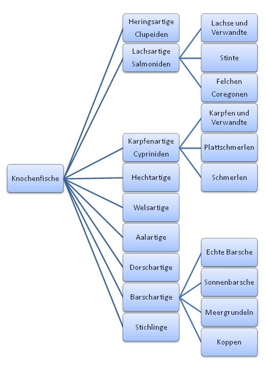 06 01 Einteilung Knochenfische