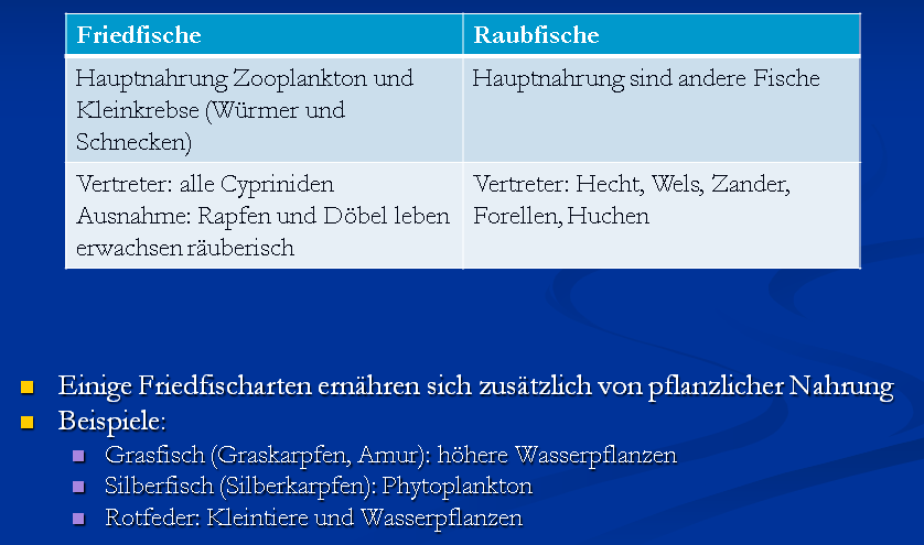 06 01 FriedRaubfische