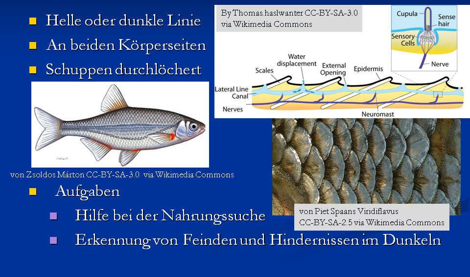 06 01 Seitenlinienorgan