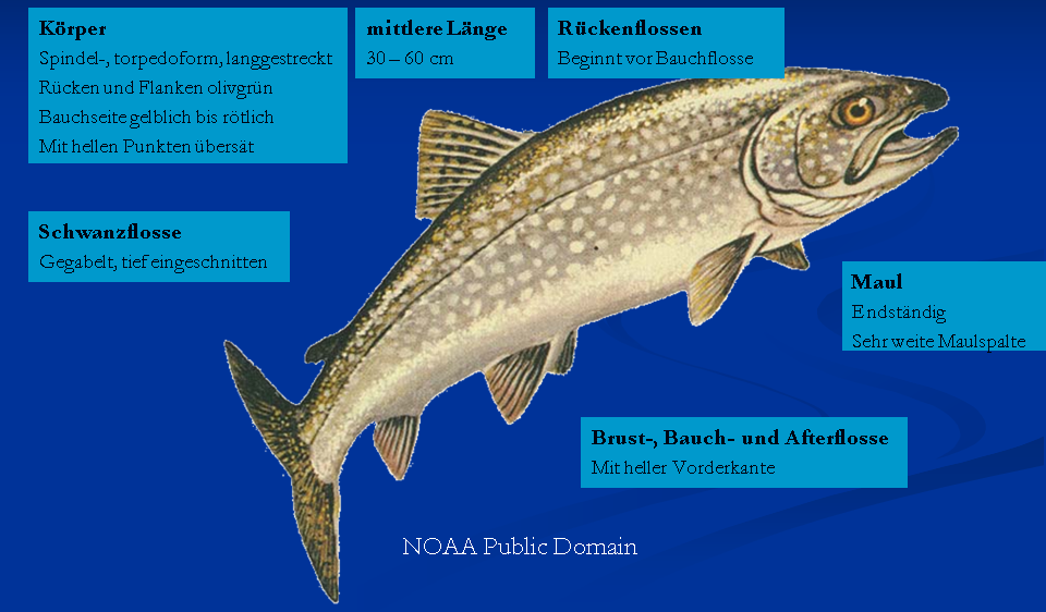 06 02 Amerik Seesaibling