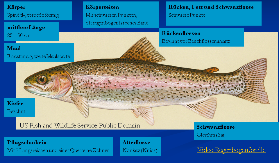 06 02 Regenbogenforelle