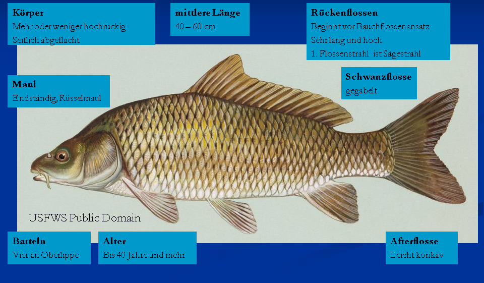 06 02 Schuppenkarpfen