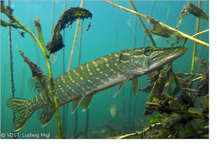 Hecht 01 VDST Ludwig Migl Text