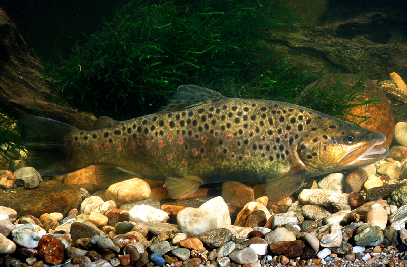 bachforelle copyright A Hartl