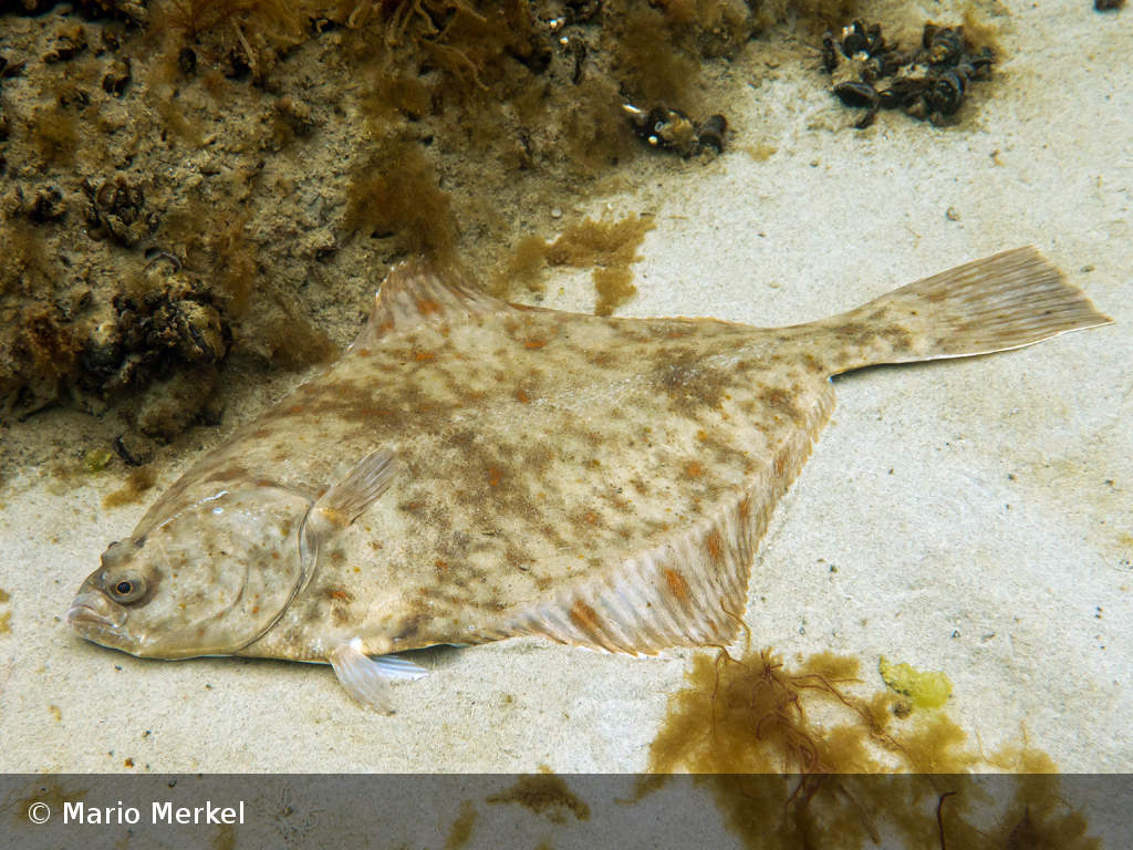 flunder 1 mario merkel