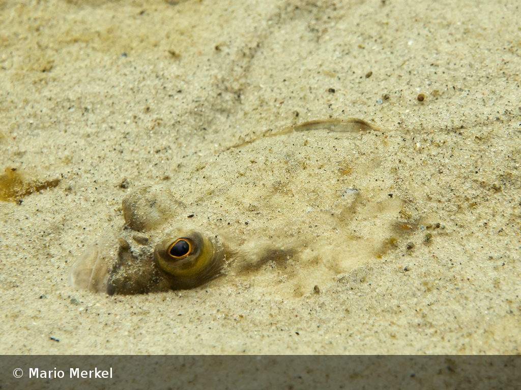 flunder 2 mario merkel