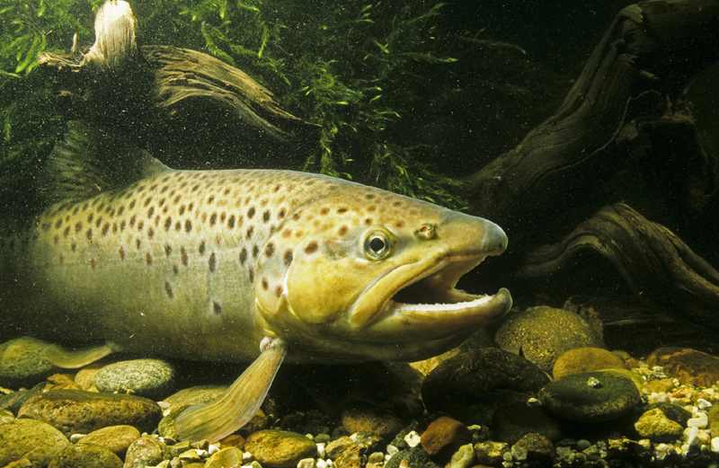 meerforelle copyright F Hecker