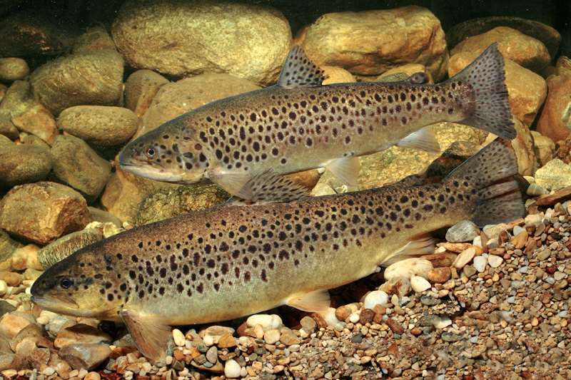 seeforelle copyright A Hartl