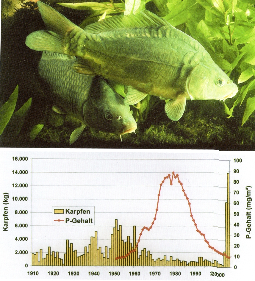 Karpfenertrag
