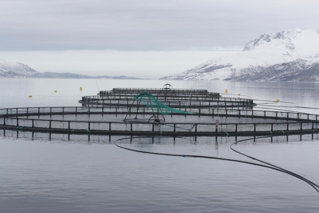 Fish cages