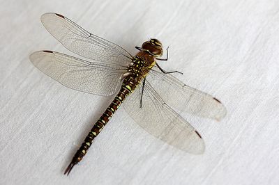 Herbst Mosaikjungfer