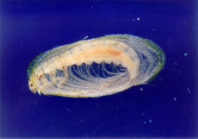 Wasserwirtschaftsamt Inn, via wwa-in.bayern.de Agraylea sexmaculata