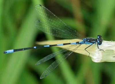 Fledermaus Azurjungfer