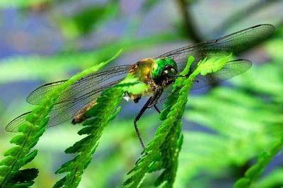 gemeine Smaragdlibelle