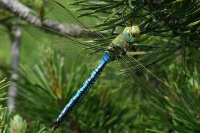 große Königslibelle