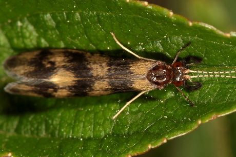Mystacides longicornis
