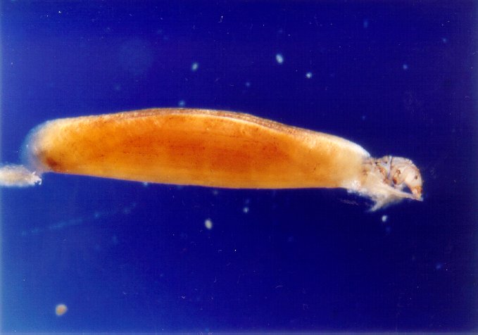 Wasserwirtschaftsamt Inn, via wwa-in.bayern.de Orthotrichta