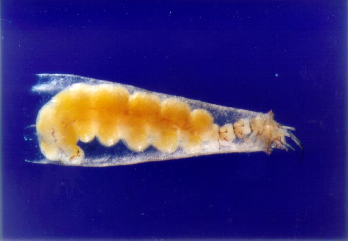 Wasserwirtschaftsamt Inn, via wwa-in.bayern.de Oxyethira