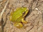 Wasserfrosch