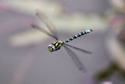 Blaugruene Mosaikjungfer