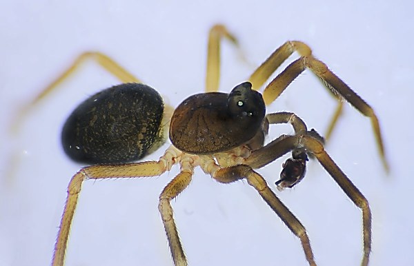 abacoproeces saltuum