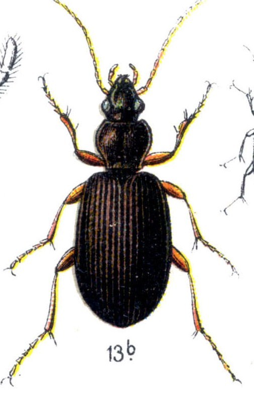agonum livens