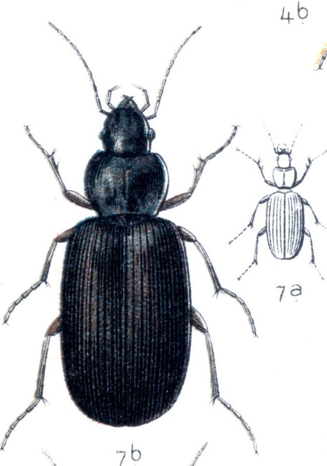 agonum lugens