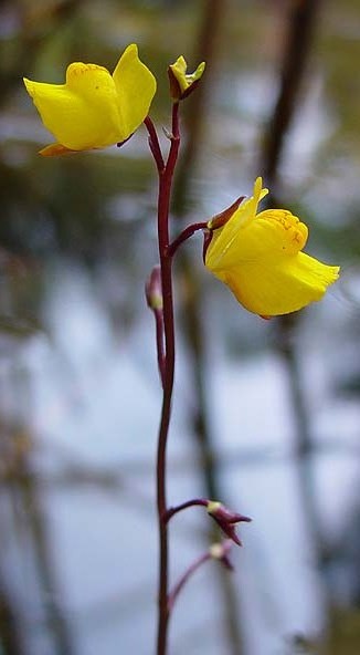 gewoehnlicher Wasserschlauch