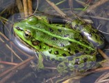 gruenfrosch